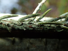 Fellhanera bouteillei