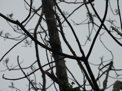 Green-eared Barbet (Psilopogon faiostrictus), photo 5