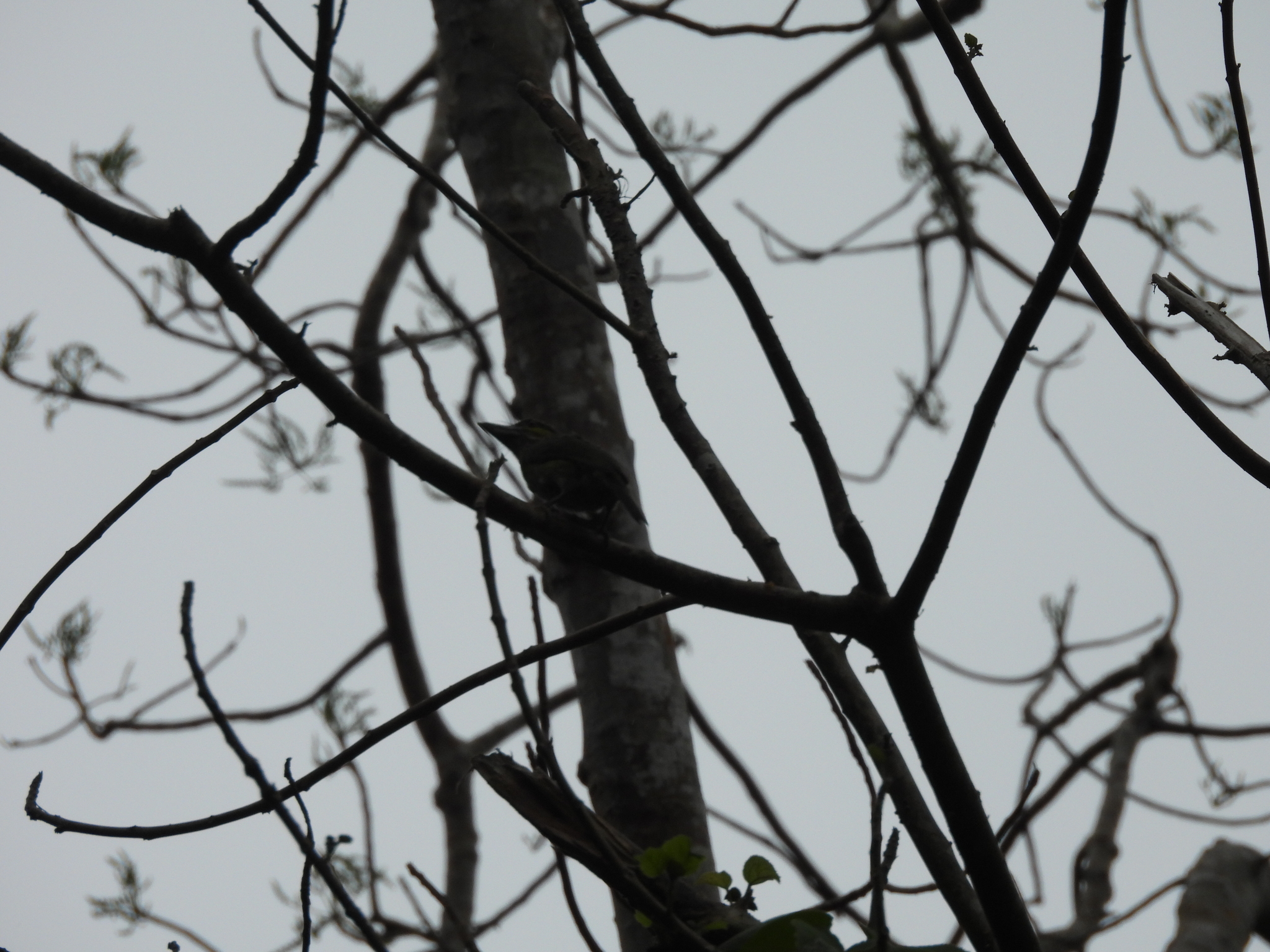 Green-eared Barbet (Psilopogon faiostrictus), photo 6