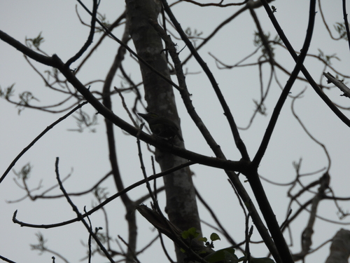 Green-eared Barbet (Psilopogon faiostrictus), photo 8