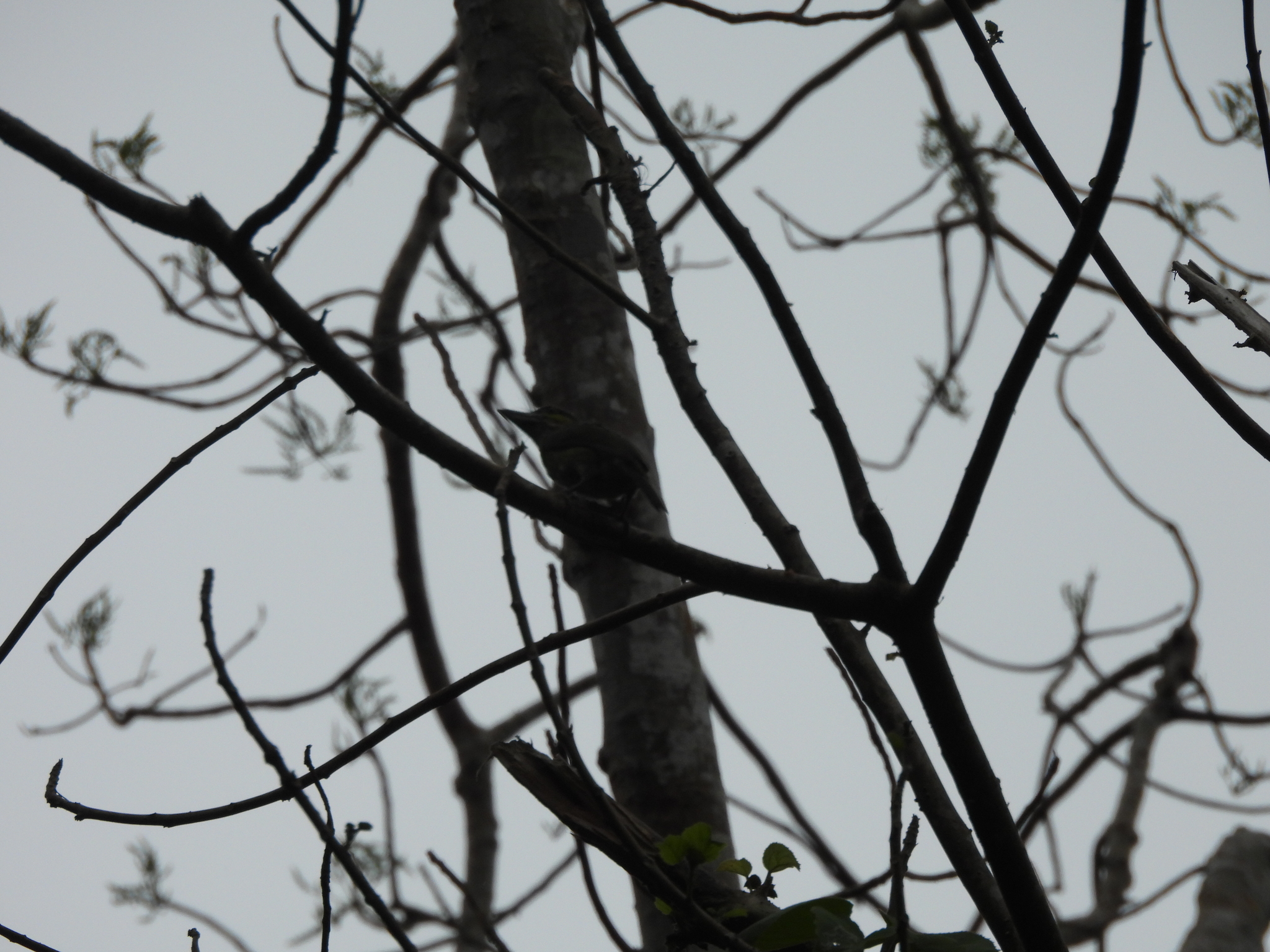 Green-eared Barbet (Psilopogon faiostrictus), photo 7