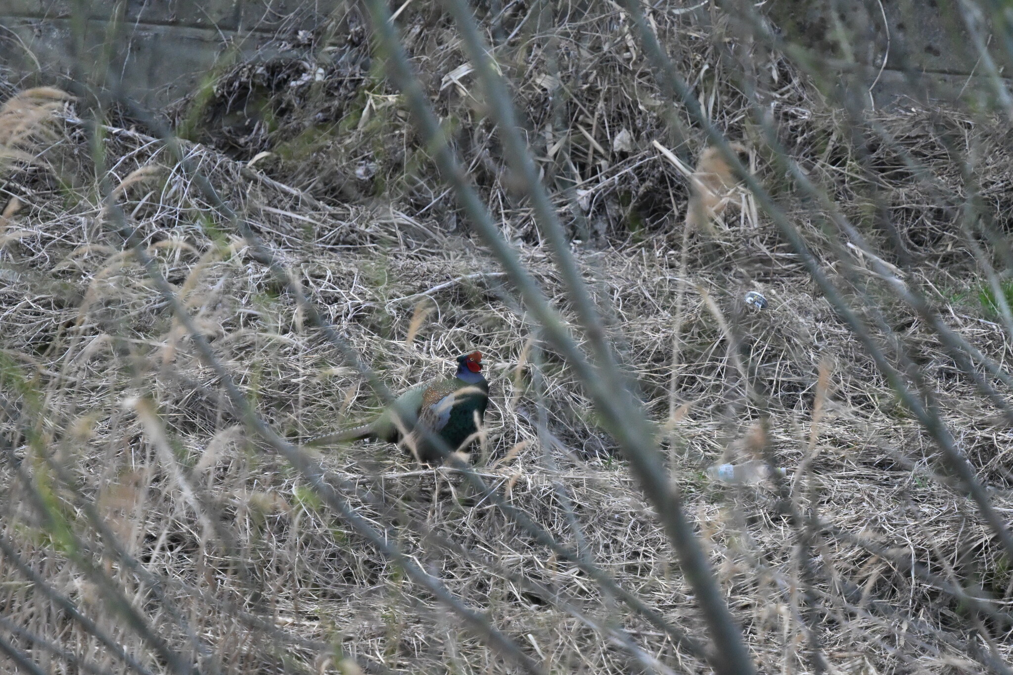 Green Pheasant (Phasianus versicolor), photo 2
