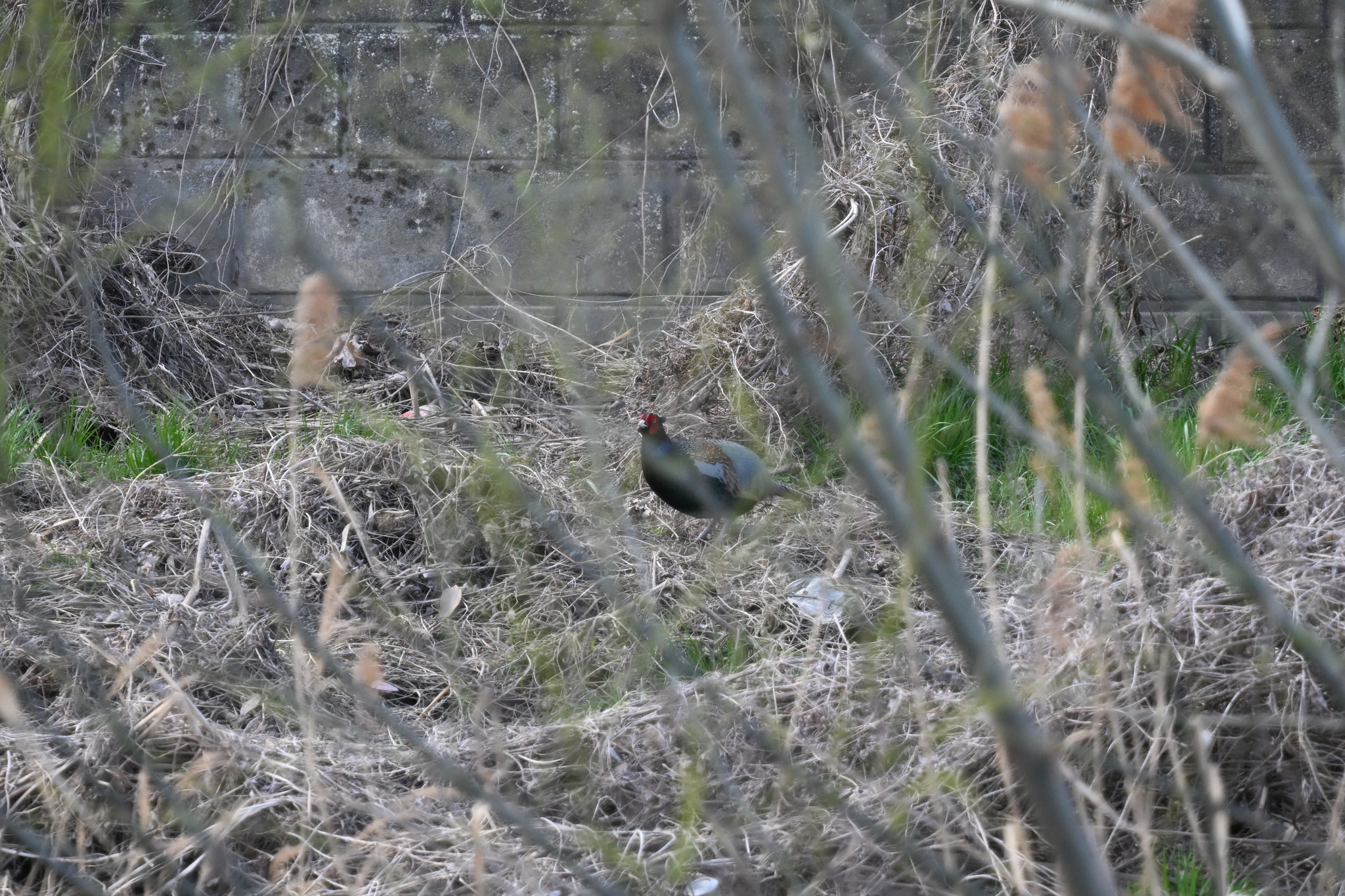 Green Pheasant (Phasianus versicolor), photo 4