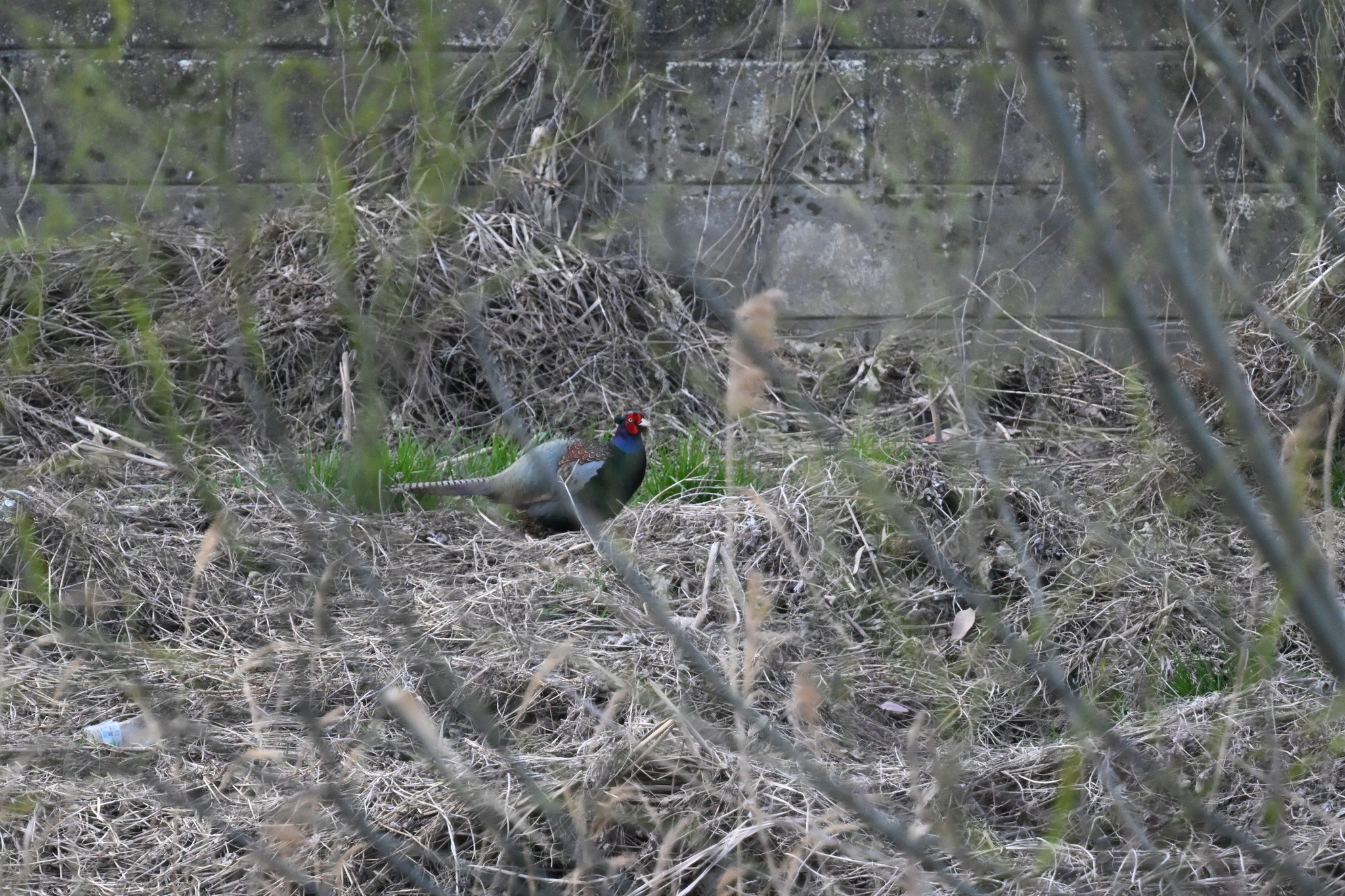 Green Pheasant (Phasianus versicolor), photo 3