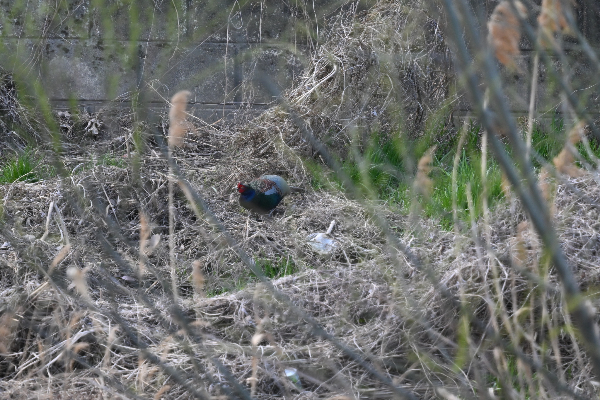 Green Pheasant (Phasianus versicolor), photo 5