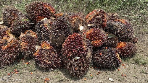 African oil palm (Elaeis guineensis)
