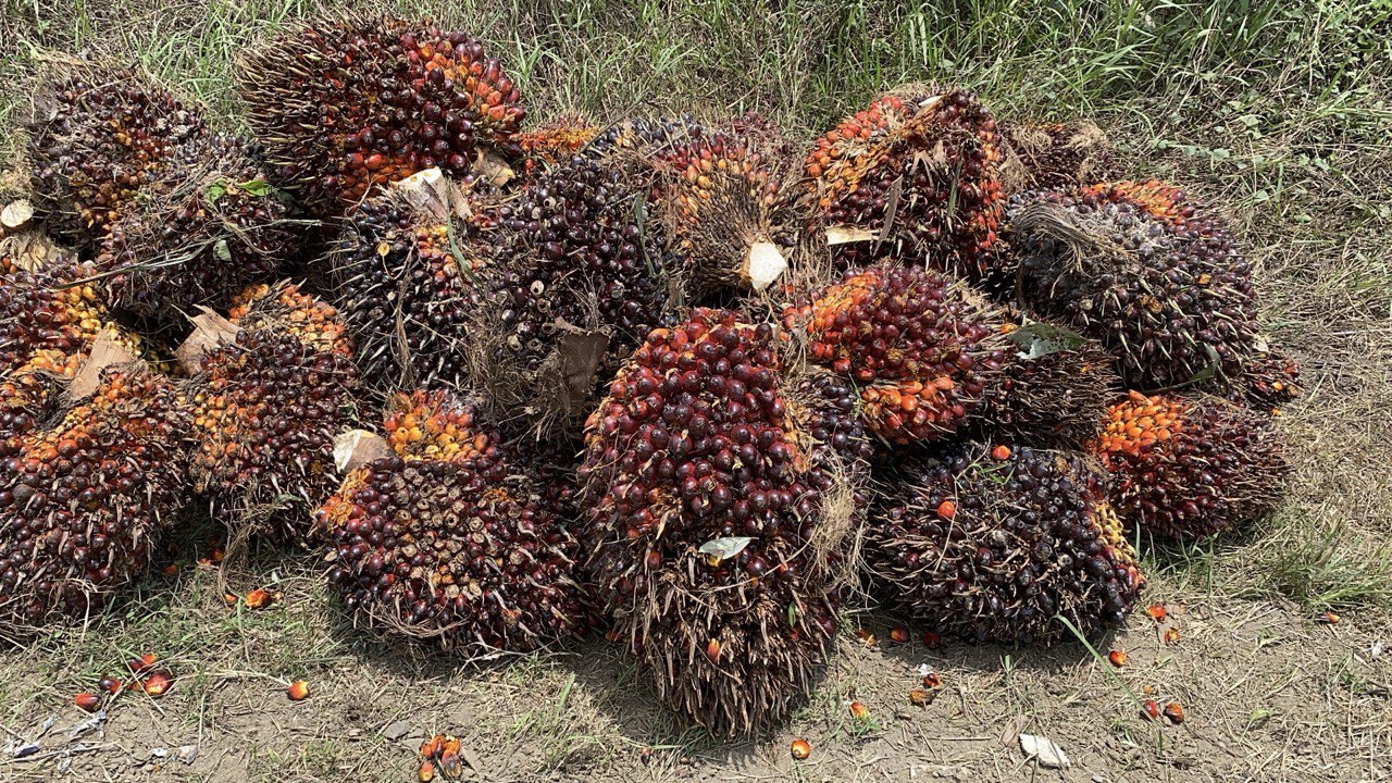African Oil Palm (Elaeis guineensis)