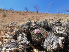 Echinofossulocactus crispatus