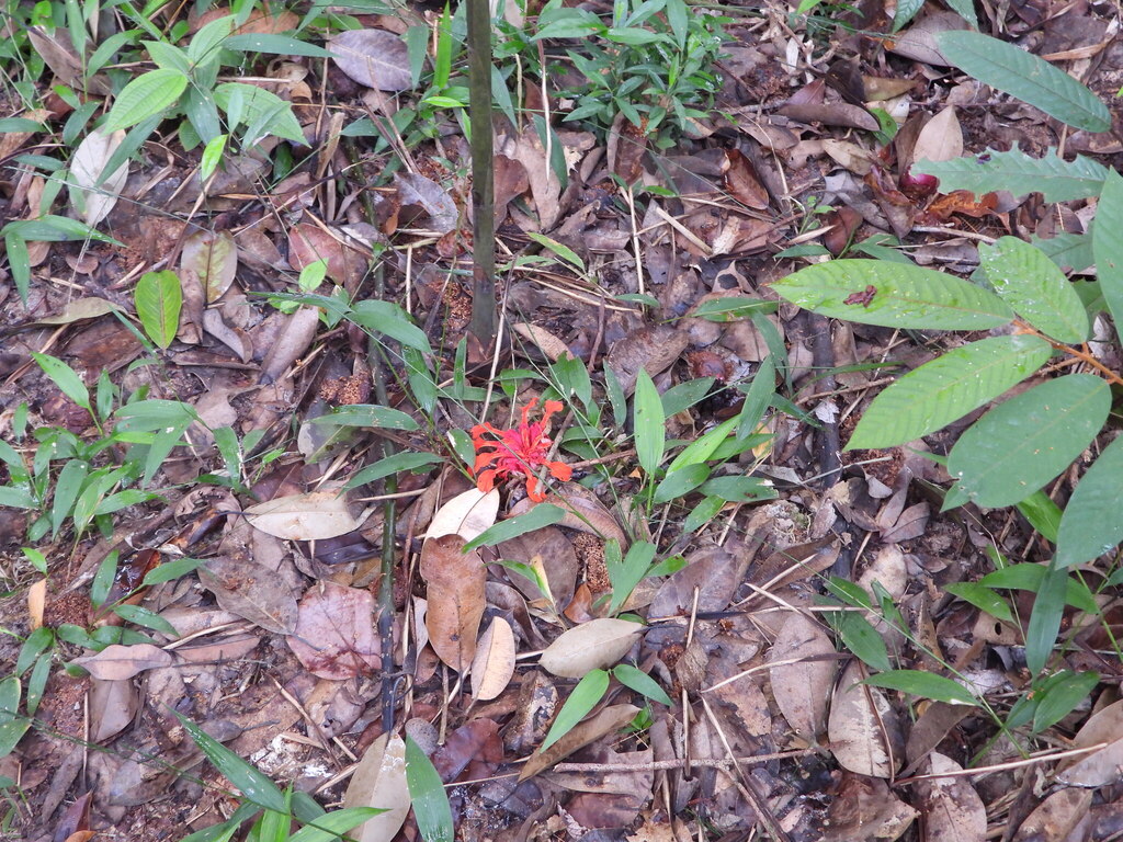 Etlingera coccinea (Etlingera coccinea)