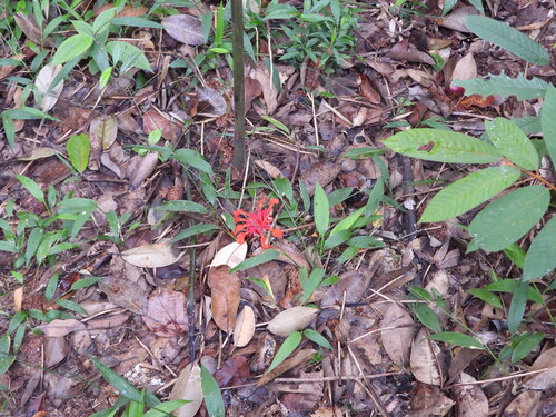 Etlingera coccinea, photograph 4