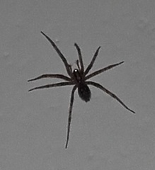 Liocranum rupicola