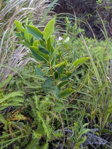 Wikstroemia elliptica observed 2026-02-26