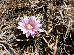 Echinofossulocactus crispatus