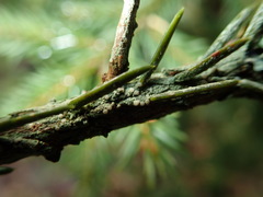 Fellhanera bouteillei