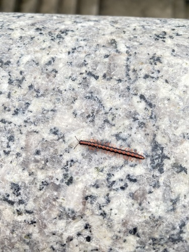 Orange Rosary Millipede
