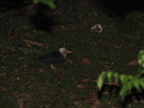 Sula Island Thrush (Turdus deningeri), photo 1