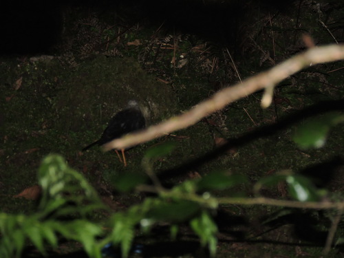 Sula Island Thrush (Turdus deningeri), photo 2