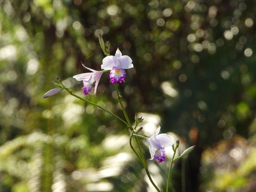 Arundina graminifolia