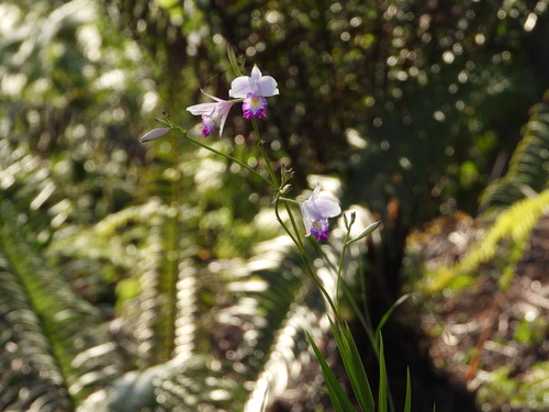 Arundina graminifolia