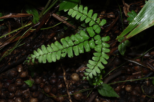Filmy Maidenhair (Adiantum diaphanum)