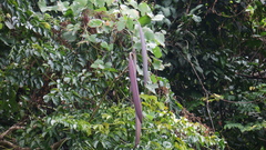 Oroxylum indicum