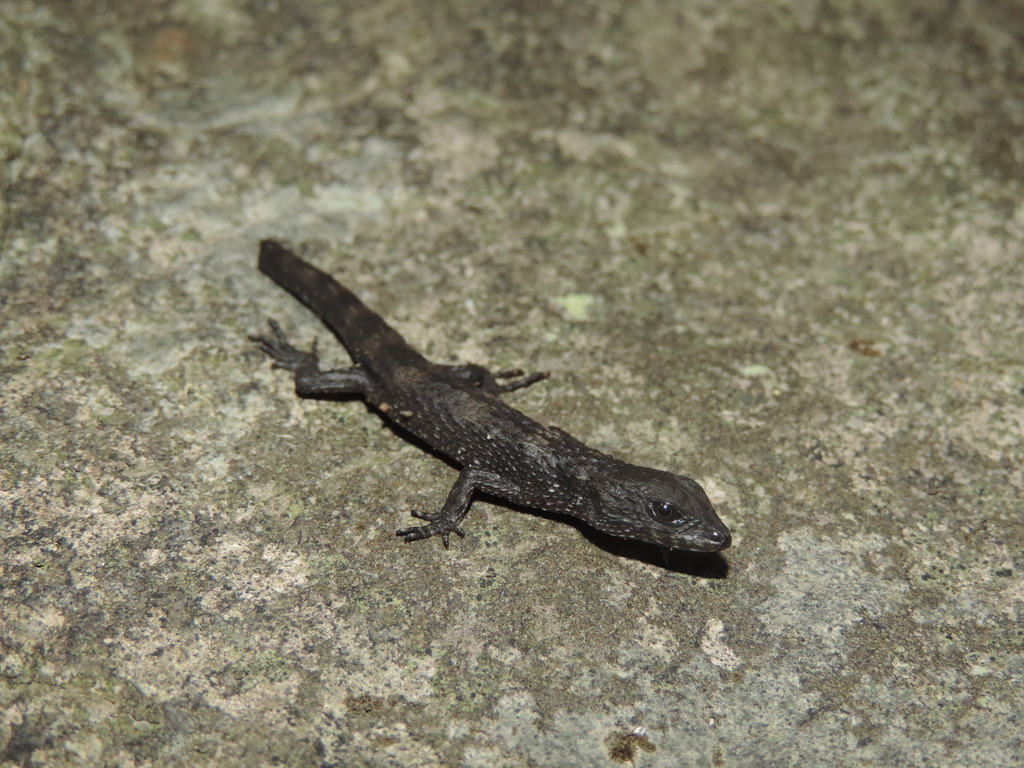 Tropidophorus baconi