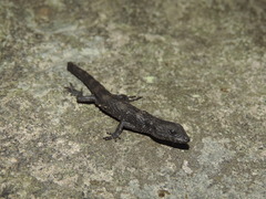 Tropidophorus baconi