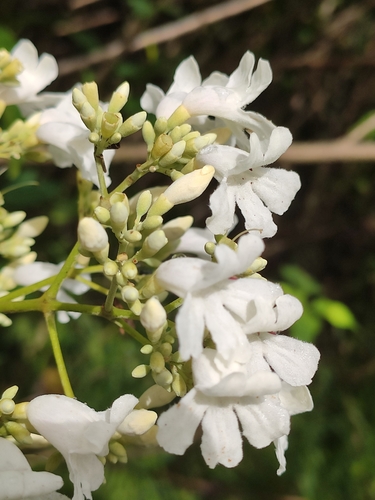 Representative image of Fridericia