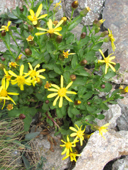 Senecio fremontii