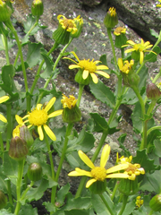 Senecio fremontii