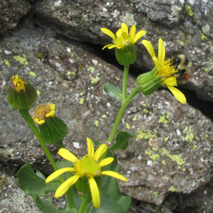 Senecio fremontii