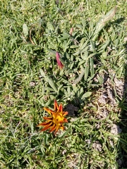 Gazania × splendens
