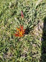 Gazania × splendens