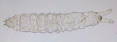 Neonaphorura duboscqi