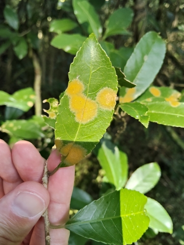 Mahoe Leafspot (Cephaleuros lagerheimii)