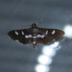 Desmia funeralis