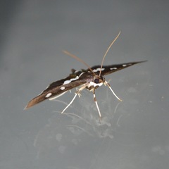 Desmia funeralis