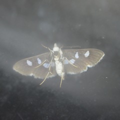 Desmia funeralis