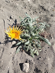 Gazania × splendens