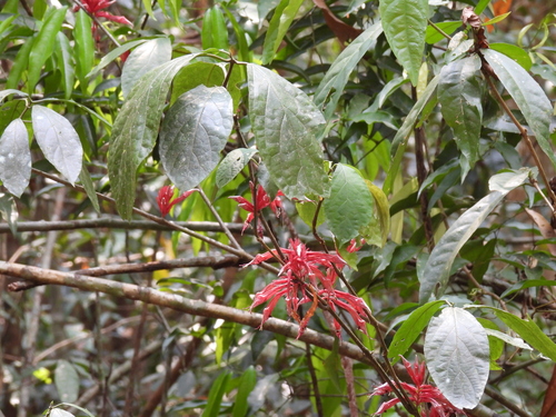 Cyclacanthus coccineus