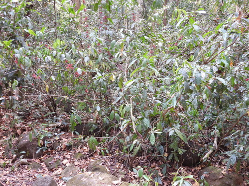 Cyclacanthus coccineus, photograph 1