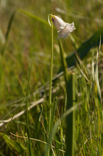striped adobe lily (Fritillaria striata)