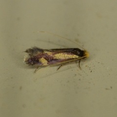Isocorypha mediostriatella