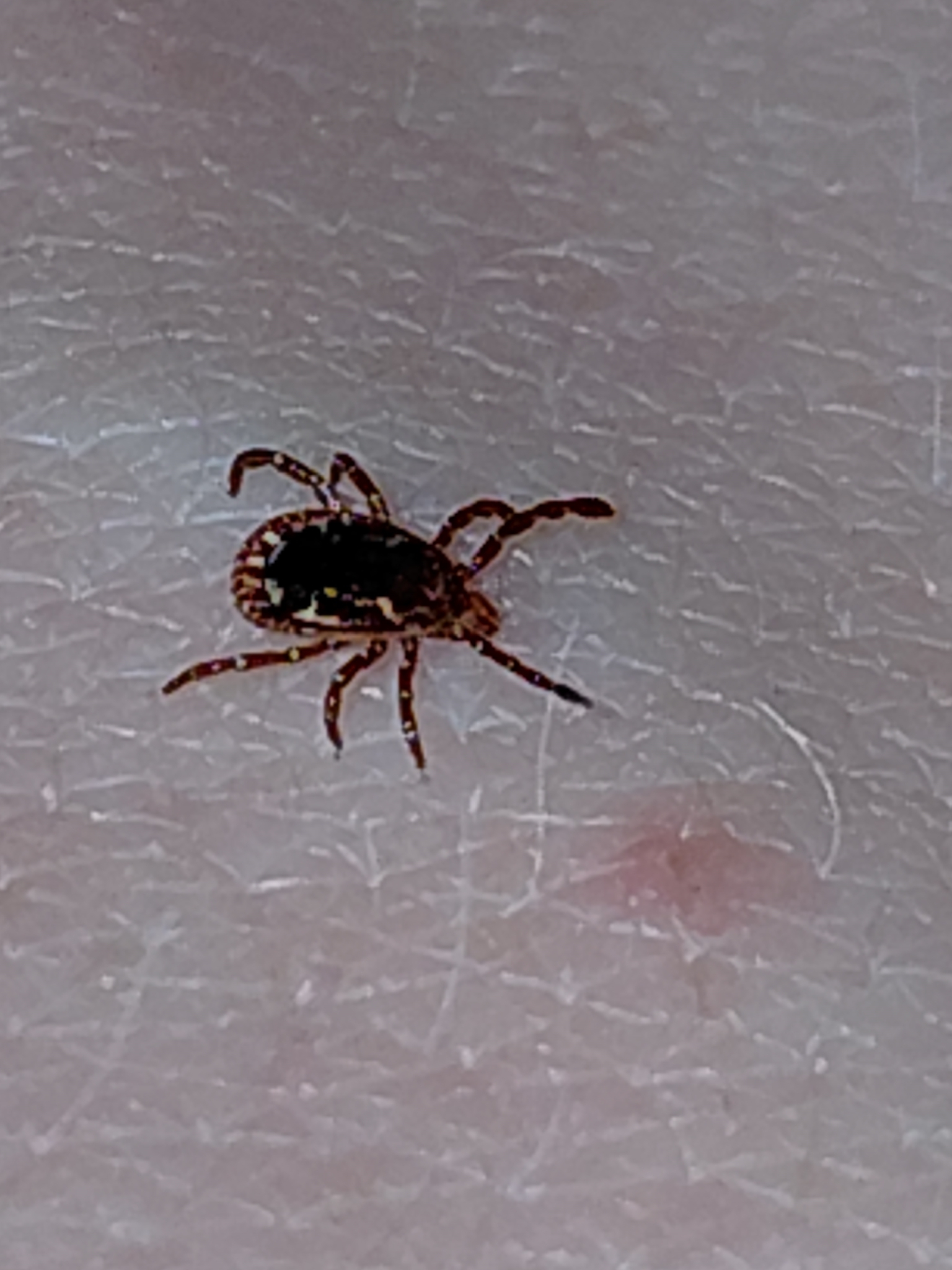 Amblyomma americanum Linnaeus, 1758