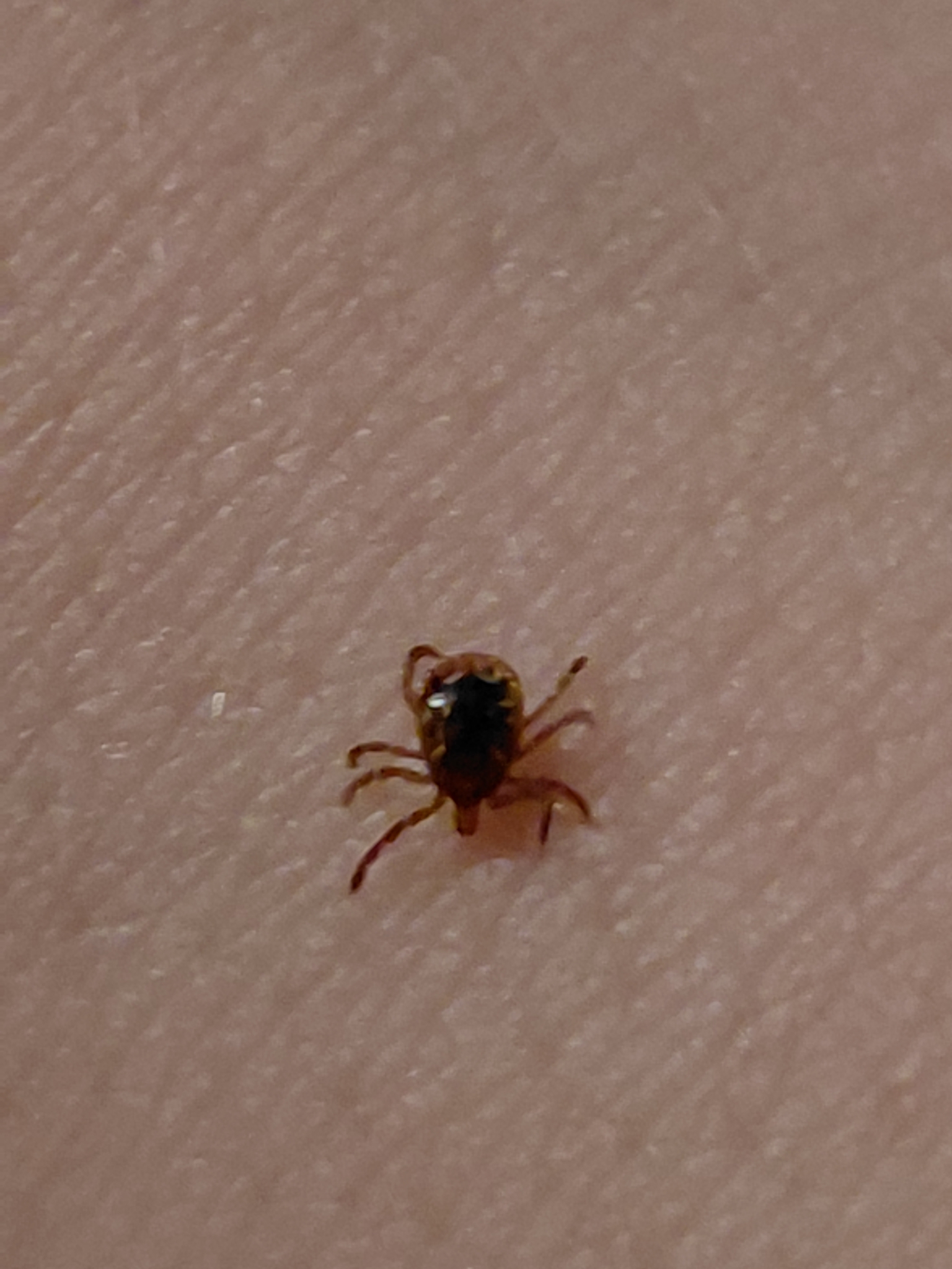 Amblyomma americanum Linnaeus, 1758