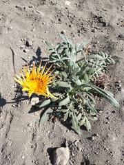 Gazania × splendens