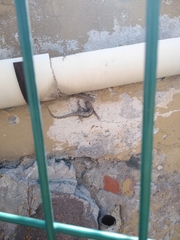 Sceloporus grammicus