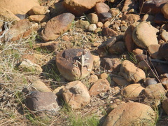 Pseudotrapelus jensvindumi