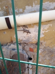 Sceloporus grammicus