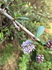 Ceanothus cuneatus ramulosus